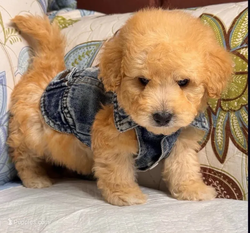 Peo – Maltipoo puppy for sale in San Fernando, CA