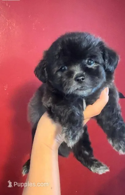 Zavy – Poodle - Toy  puppy for sale in San Fernando, CA