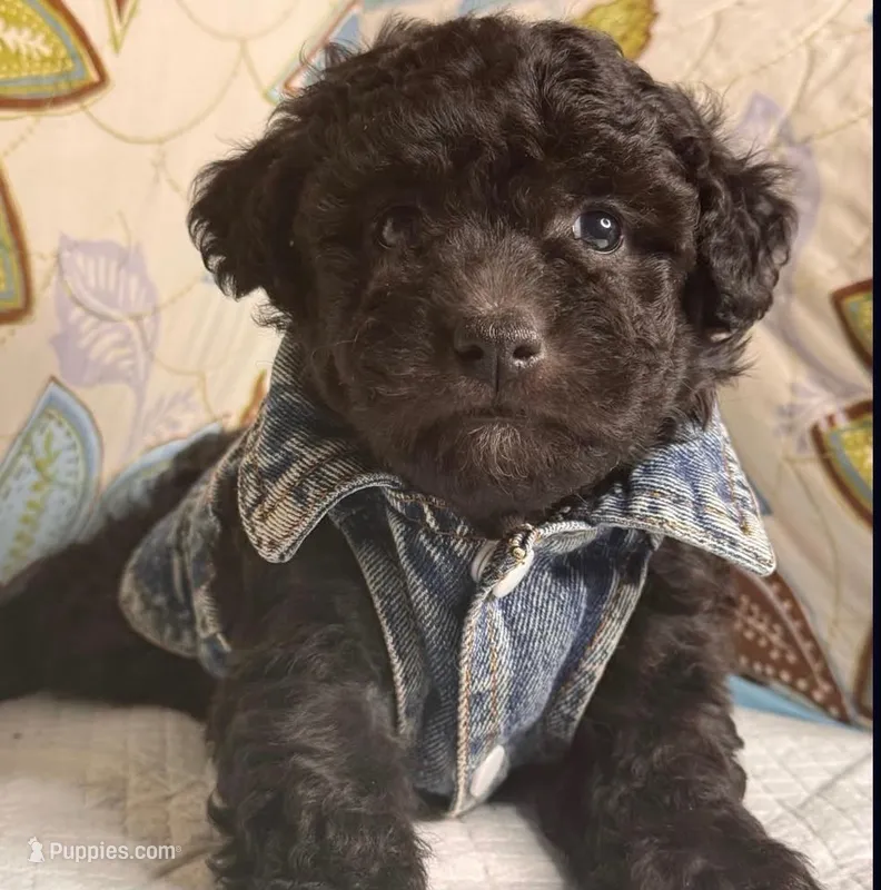 Zavy – Maltipoo puppy for sale in San Fernando, CA