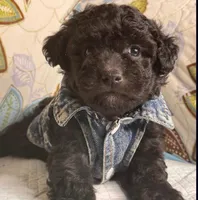 Zavy, a male Maltipoo for sale in San Fernando, CA – 1 of 1
