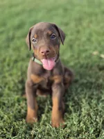 Green, a male Doberman Pinscher for sale in Chickasha, OK – 2 of 2