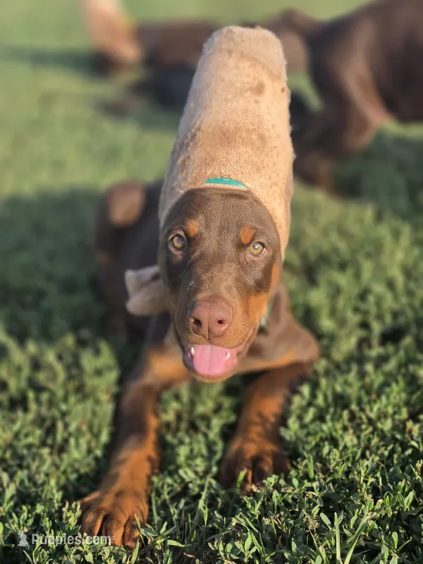 Green – Doberman Pinscher puppy for sale in Chickasha, OK