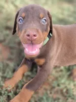 Green, a male Doberman Pinscher for sale in Chickasha, OK – 1 of 2