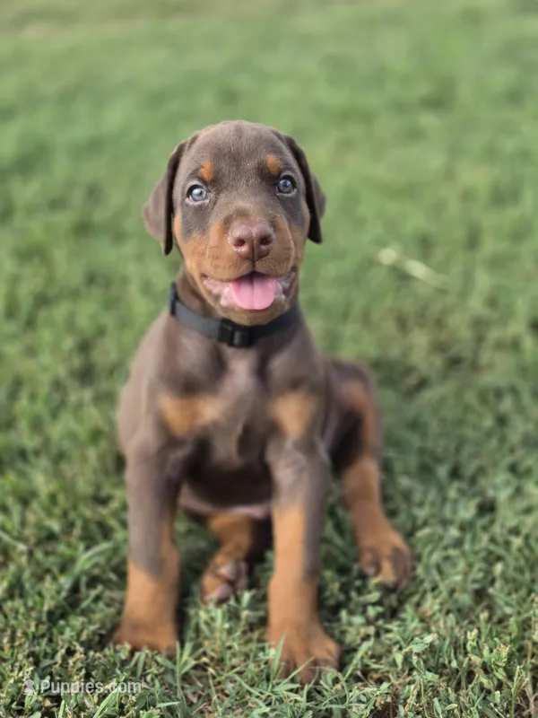 Black M – Doberman Pinscher puppy for sale in Chickasha, OK