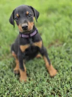 Purple lady , a female Doberman Pinscher for sale in Chickasha, OK – 2 of 3