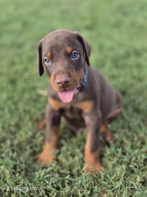 Blue M – Doberman Pinscher puppy for sale in Chickasha, OK