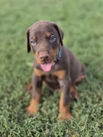 Blue M, a male Doberman Pinscher for sale in Chickasha, OK – 1 of 1