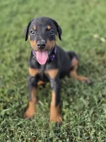 Purple lady , a female Doberman Pinscher for sale in Chickasha, OK – 3 of 3