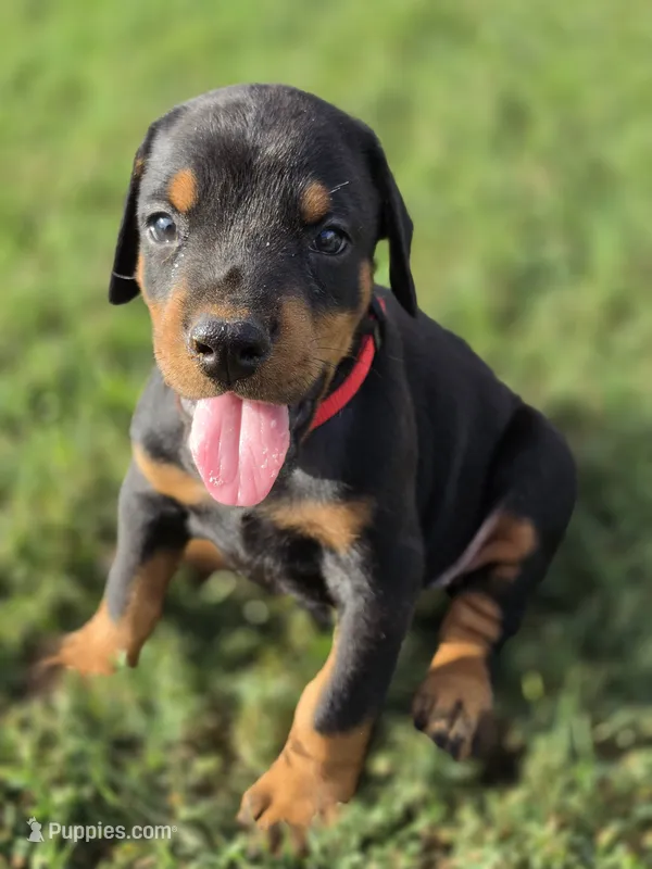 Red M – Doberman Pinscher puppy for sale in Chickasha, OK