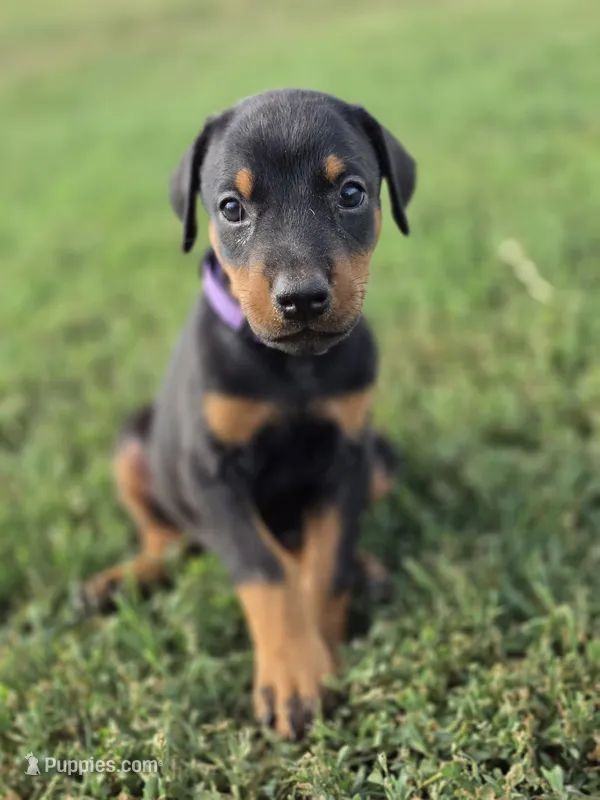Purple lady  – Doberman Pinscher puppy for sale in Chickasha, OK