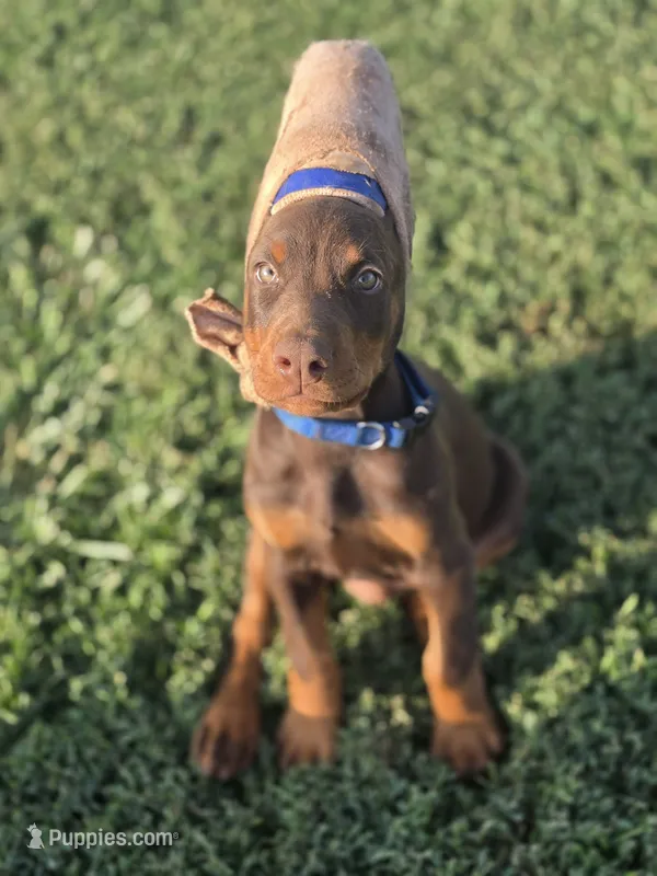 Blue M – Doberman Pinscher puppy for sale in Chickasha, OK