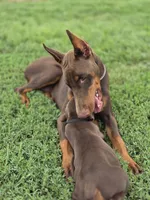 Black M, a male Doberman Pinscher for sale in Chickasha, OK – 3 of 3