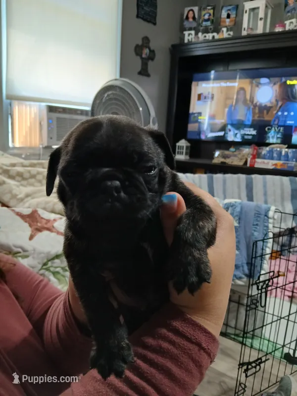 Sandy – Pug puppy for sale in Decatur, IN