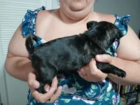 Cindy 2, a female Pug for sale in Decatur, IN – 2 of 3