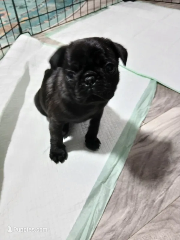 Pepper – Pug puppy for sale in Decatur, IN