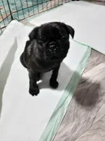 Pepper, a female Pug for sale in Decatur, IN – 1 of 3
