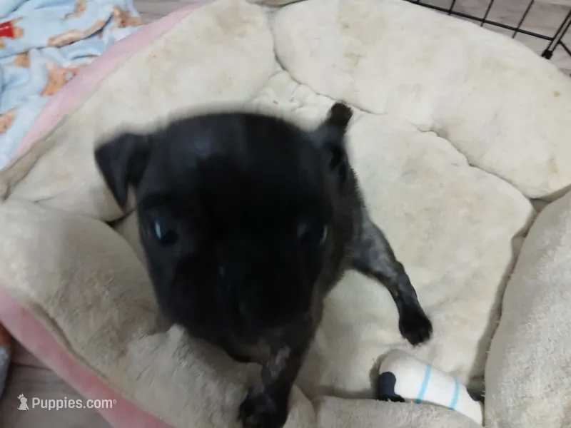 Cindy 2 – Pug puppy for sale in Decatur, IN
