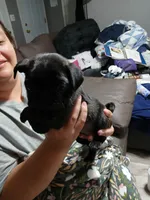 Pepper, a female Pug for sale in Decatur, IN – 2 of 3