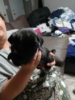 Pepper, a female Pug for sale in Decatur, IN – 3 of 3