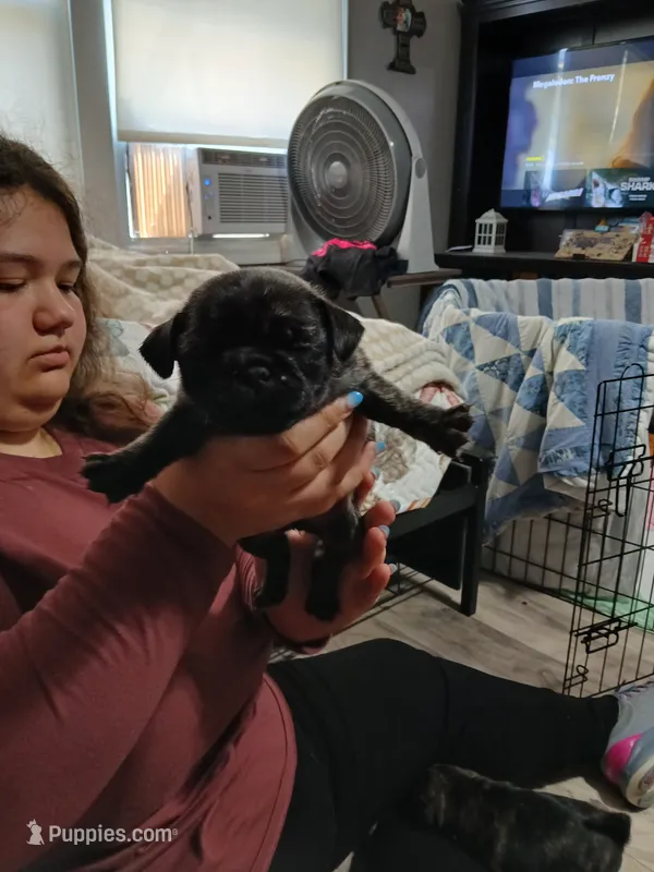 Cindy – Pug puppy for sale in Decatur, IN