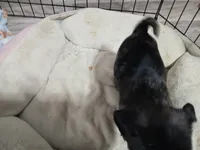 Cindy 2, a female Pug for sale in Decatur, IN – 3 of 3