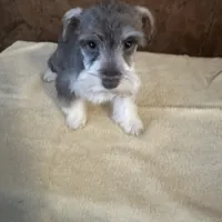 Maggie, a female Miniature Schnauzer for sale in Siler City, NC – Photo 2 of 2