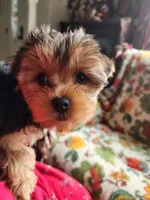 Blossom , a female Yorkshire Terrier for sale in Odell, OR – Photo 1 of 2