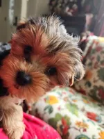Blossom , a female Yorkshire Terrier for sale in Odell, OR – Photo 2 of 2