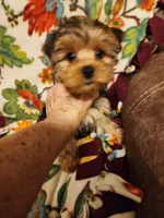 Blondie, a female Yorkshire Terrier for sale in Odell, OR – Photo 2 of 2