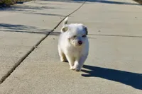 Little Ann, a female Miniature Aussiedoodle for sale in Jamul, CA – 9 of 10