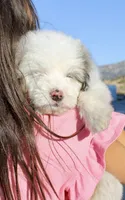 Old Dan, a male Miniature Aussiedoodle for sale in Jamul, CA – 3 of 7