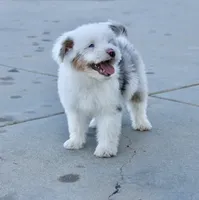 Old Dan, a male Miniature Aussiedoodle for sale in Jamul, CA – 4 of 7