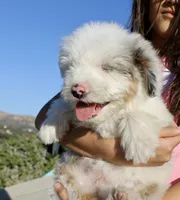 Old Dan, a male Miniature Aussiedoodle for sale in Jamul, CA – 7 of 7