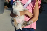Little Ann, a female Miniature Aussiedoodle for sale in Jamul, CA – 4 of 10