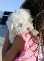Little Ann, a female Miniature Aussiedoodle for sale in Jamul, CA – 1 of 10