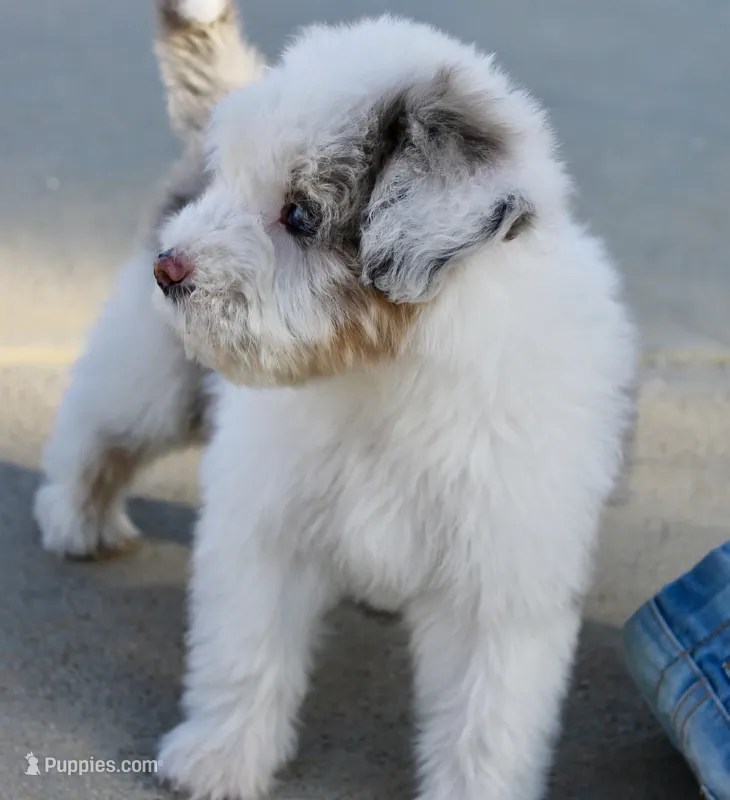 Old Dan – Miniature Aussiedoodle puppy for sale in Jamul, CA