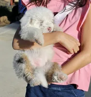 Little Ann, a female Miniature Aussiedoodle for sale in Jamul, CA – 3 of 10