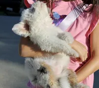 Little Ann, a female Miniature Aussiedoodle for sale in Jamul, CA – 5 of 10
