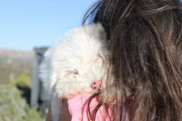 Little Ann, a female Miniature Aussiedoodle for sale in Jamul, CA – 2 of 10