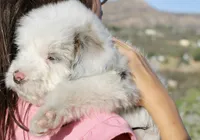 Old Dan, a male Miniature Aussiedoodle for sale in Jamul, CA – 2 of 7