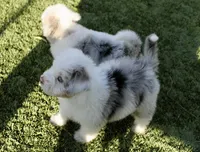 Little Ann, a female Miniature Aussiedoodle for sale in Jamul, CA – 6 of 10