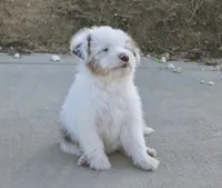 Old Dan, a male Miniature Aussiedoodle for sale in Jamul, CA – 6 of 7