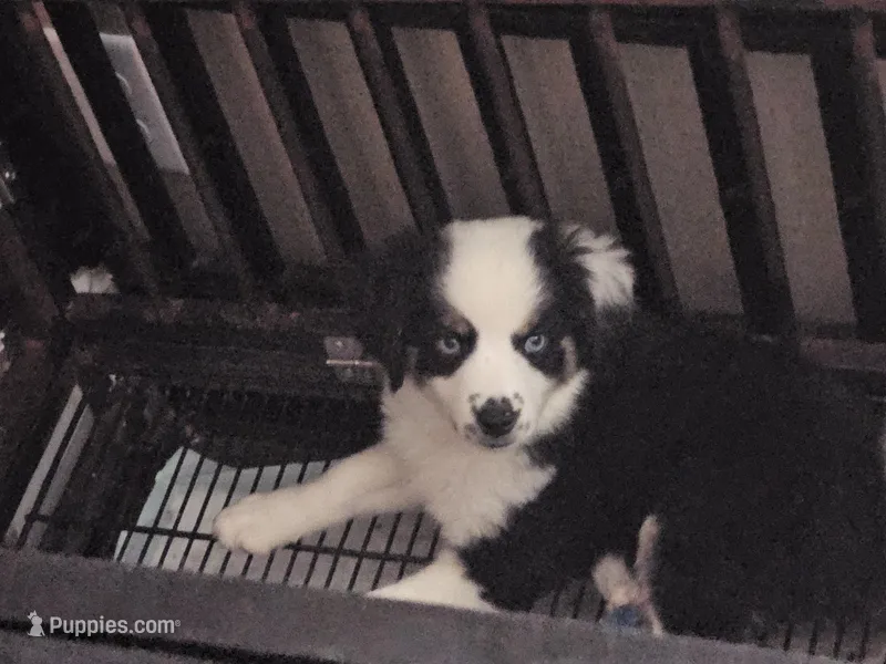 PUPPY 1 – Toy Australian Shepherd puppy for sale in Anderson, SC