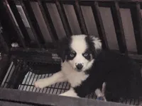 PUPPY 1, a male Toy Australian Shepherd for sale in Anderson, SC – 1 of 1