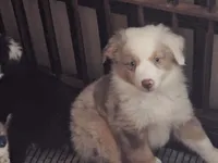 PUPPY 2, a female Toy Australian Shepherd for sale in Anderson, SC – 1 of 1