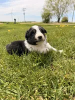 Light pink, a female Australian Shepherd for sale in Minden City, MI – 5 of 6