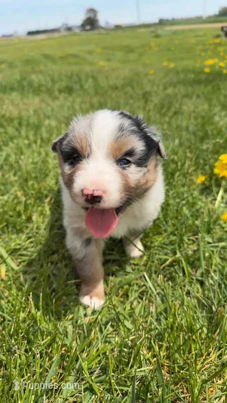 Light blue  – Australian Shepherd puppy for sale in Minden City, MI