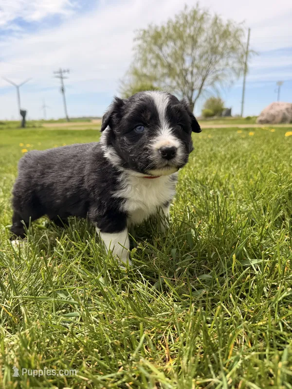 Red – Australian Shepherd puppy for sale in Minden City, MI