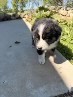 Dark blue , a male Australian Shepherd for sale in Minden City, MI – 3 of 5