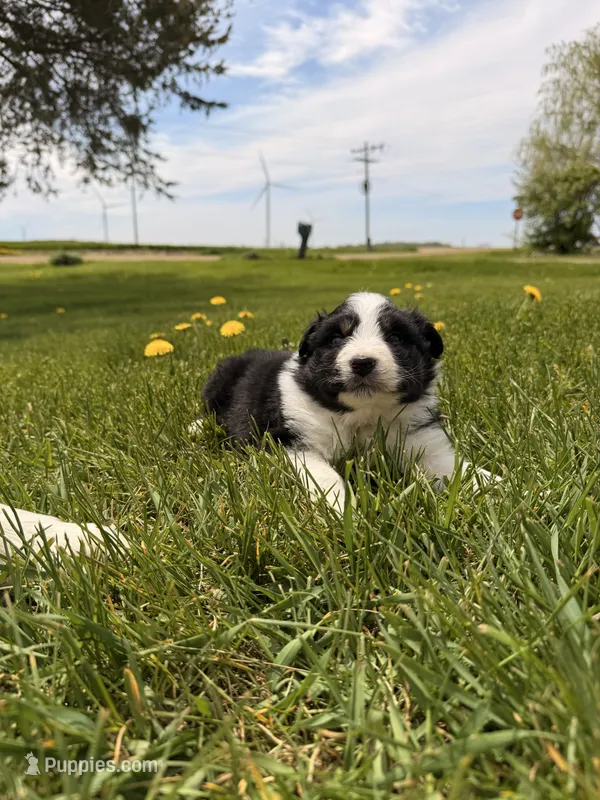 Light pink – Australian Shepherd puppy for sale in Minden City, MI